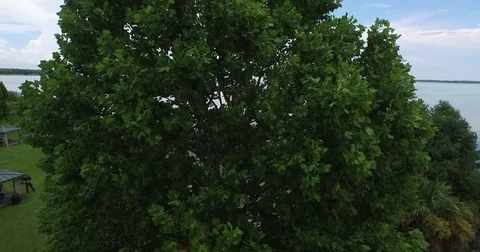 Fly-over Tree to Lake Stock Footage 70732073