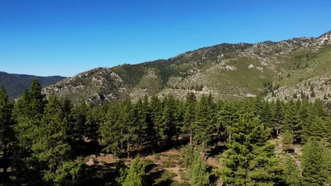Fly Over Tree Line to Reveal Meadow Near Carson City NV - Aerial Drone Video stock 117670844