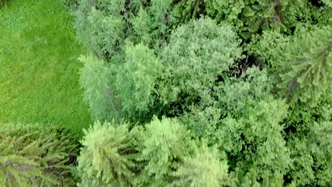 Fly over tree virgin forest 스톡 동영상 156764532