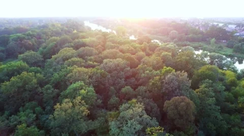 Fly over trees in  autumn Stock Footage 67834838
