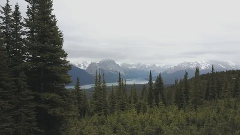 Fly Over Trees in the Rocky Mountains Video stock 101817453