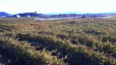 Fly-over-vineyard Video stock 10576544