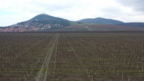 Fly over the vineyards in March Stockbeeldmateriaal 126613668