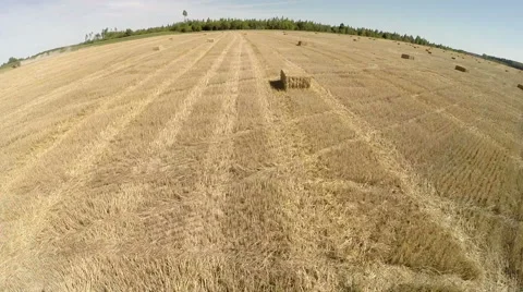 Fly over the wheat field after harvesting Stock Footage 68522593