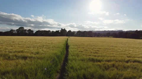 Fly over of a Wheat Field Stock Footage 167919164