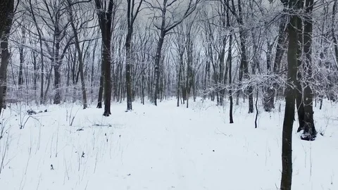Fly over winter forest in foggy weather Stock Footage 70965643