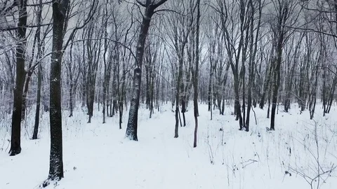 Fly over winter forest in foggy weather Stock Footage 70987202