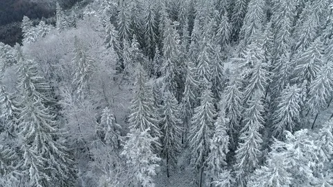 Fly over winter spruce and pine forest. Snowy winter natural landscape. UHD, 4K Video stock 122919822