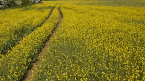 Fly Over Yellow Field Stock Footage 93781619