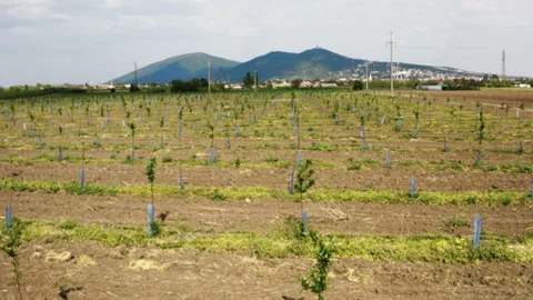 Fly over the young fruit-trees in a spring season in an orchard Stock Footage 129224184