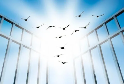 Fly overcome the difficult gate Fotos Stock