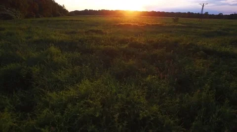 Fly overt meadow in sunset light Stock Footage 63996168