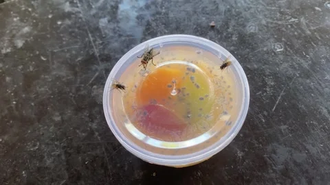 Fly on Packaged Sweet Jelly Dessert Stock Footage 320128360