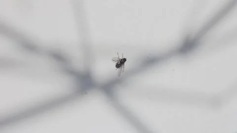 Fly on painted white wall with shadow, early spring macro Stock Footage 330675818