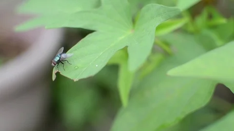 Fly on papaya leaves Stock Footage 94099219