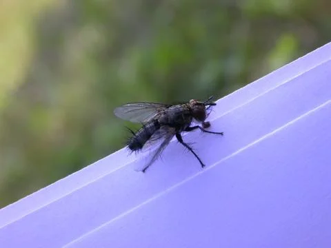 Fly on the papper Stock Photos