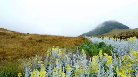 Fly into the paramo flowers Vídeo Stock 287704420