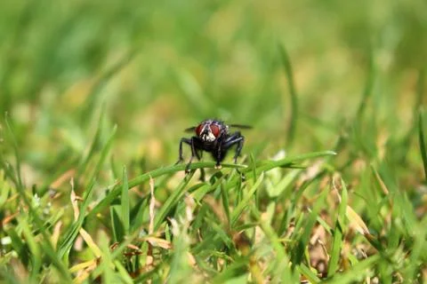 The fly on the park Stock Photos