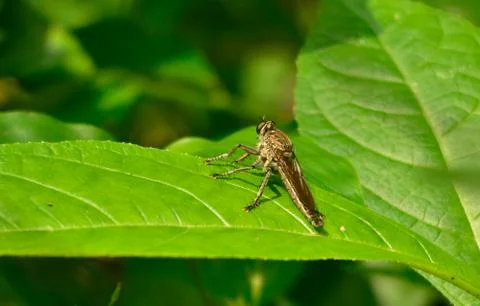 Fly in park Stock Photos