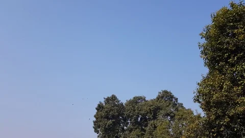 Fly-past during In India Stock-Footage 123680841