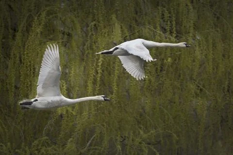 Fly past Stock-Fotos