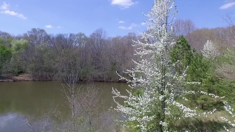 Fly past white flowering spring trees to pond 59.94 Stock Footage 85322607