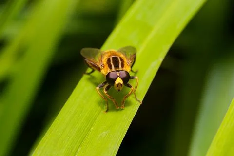 A fly perched on a blade of grass Stock Photos