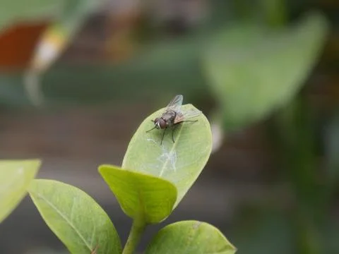 A fly perched on the edge of a green leaf. Macro Photography. Stock Photos