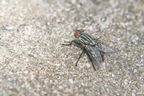 A fly perched on the floor Stock Photos