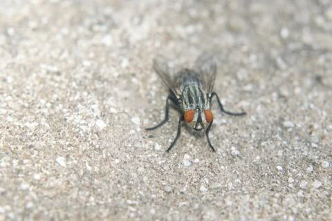A fly perched on the floor Stock Photos