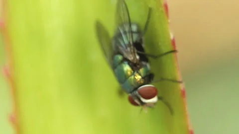 A fly perched on green leaves. Video stock 131283505