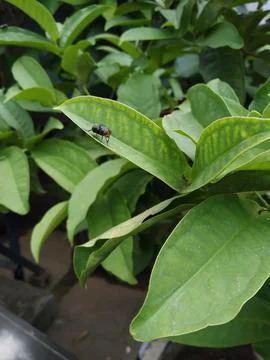A fly perched on a guava tree leaf 스톡 사진