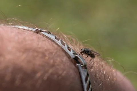 Fly perched on hand of man Stock Photos