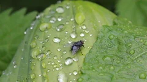 A fly perched on a Hosta leaf covered in raindrops. Summer. UK Stock Footage 335896267