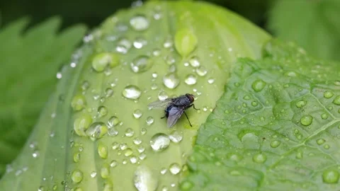 A fly perched on a leaf after a rain shower. Summer. UK Stock Footage 335896274