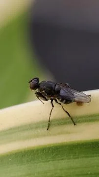 A fly perched on a leaf with a bokeh background. Stock Photos