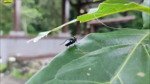 A fly perched on a leaf Stock Footage 221734834