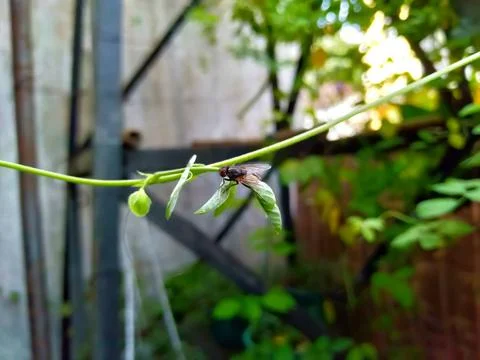 A fly perched on a leaf 스톡 사진