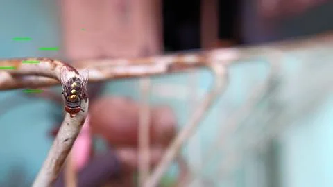 A fly perched on a leaf Stock Photos
