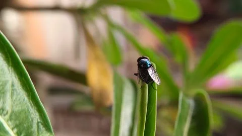 A fly perched on a leaf Stock Photos