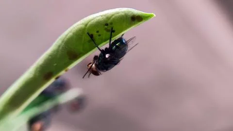 A fly perched on a leaf Foto stock