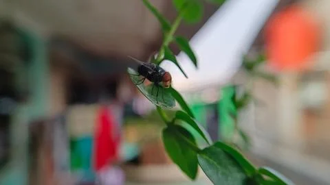 A fly perched on a leaf Stock Photos