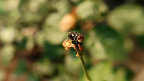 A fly perched on a leaf Stock Photos
