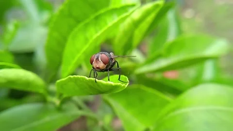 A fly perched on a lime leaf in the morning Stock-Footage 220908711