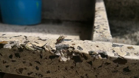 Fly perched on an old stone wash while wiping its wings and body Stock Footage 96907609