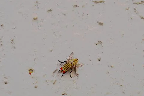 Fly perched on textured wall Stock Photos