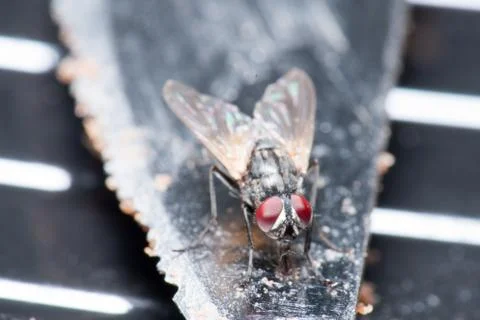 A fly perched on the tip of a knife Stock-Fotos