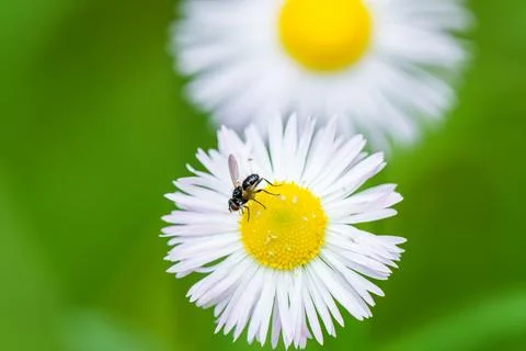 A fly is perched on a white flower featuring a yellow center Stock Photos