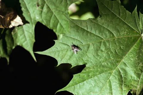 A fly perches on a green maple leaf Stock Photos
