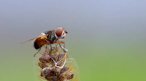 Fly - Phasia barbifrons on grass Stock Footage 43180260